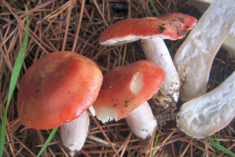 Russula mairei ?